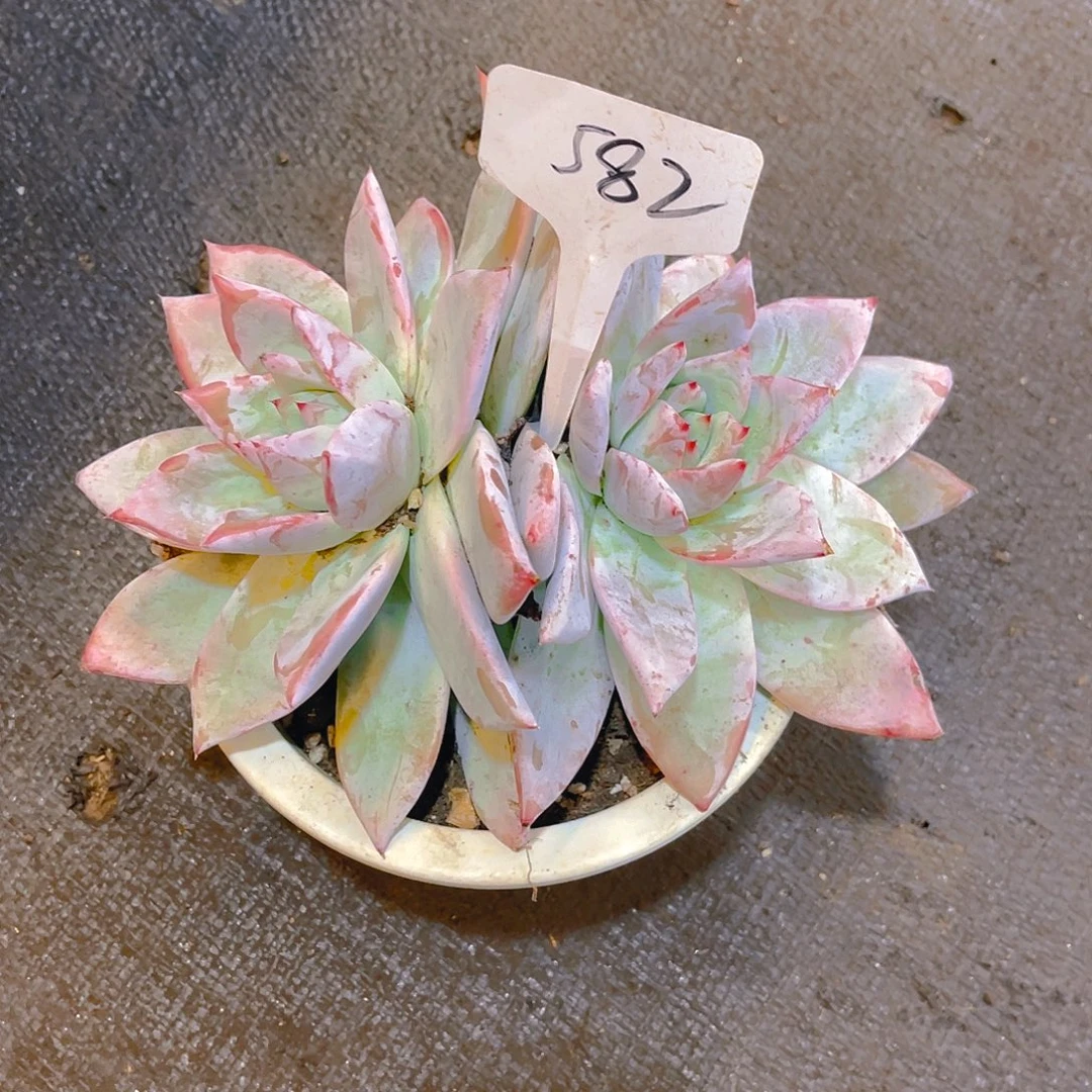 水***萍0000000000000000582