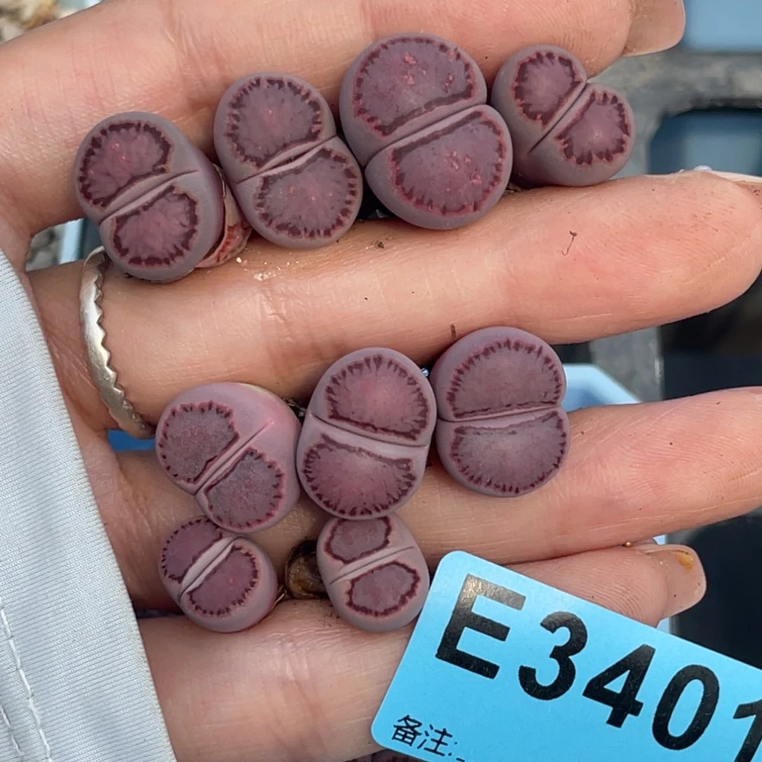 悟*3401紫菊饼9颗上四100中三90下二40