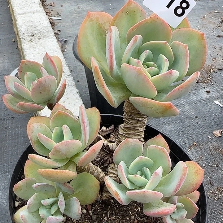 ?***?718血凤脱土发货叶片有瑕