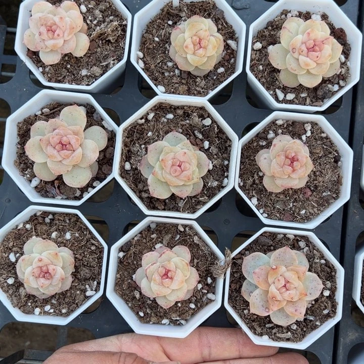 粉钻3cm一颗量拍多肉满20包邮初7发货