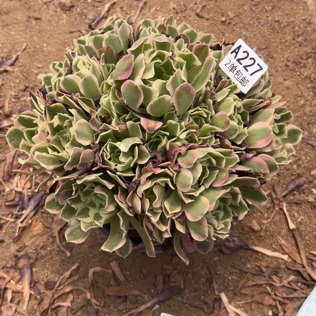 227多肉    白凤