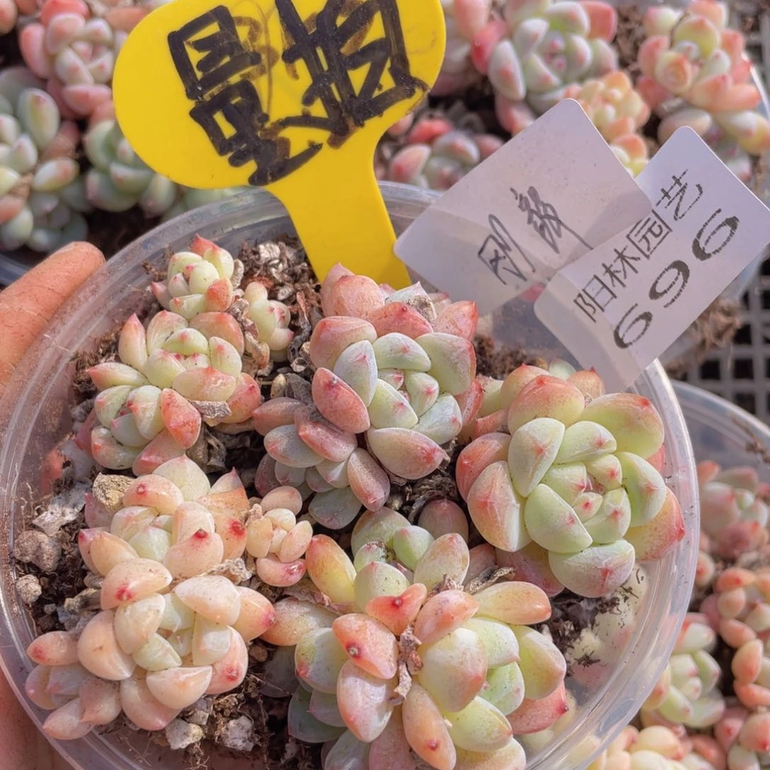 量拍多肉植物多肉植物696