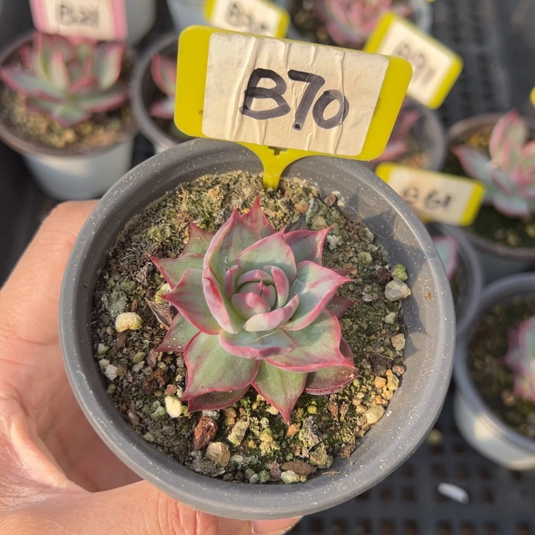 熊***毛B70惊鸿单头多肉