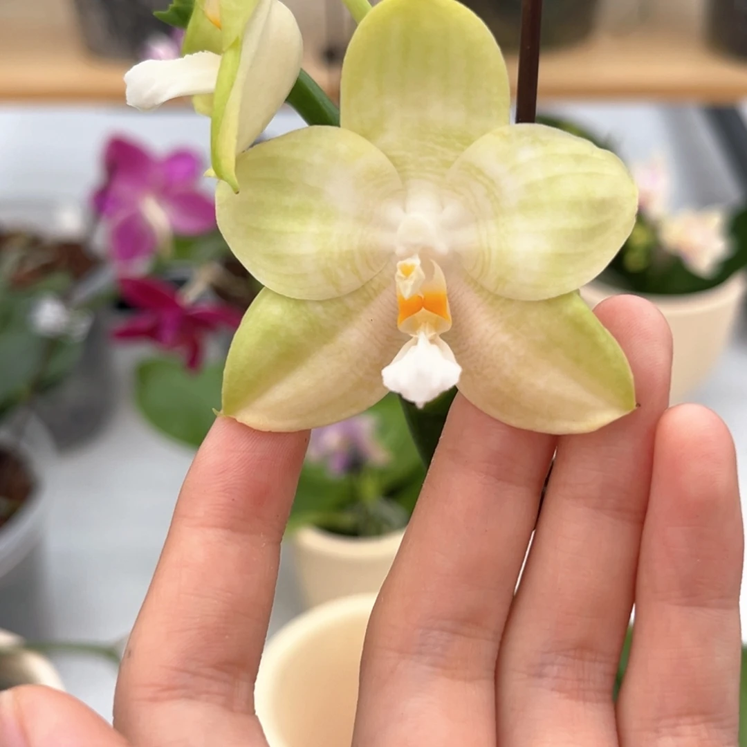 完全开放4寸白老虎交紫罗兰宝石开花株