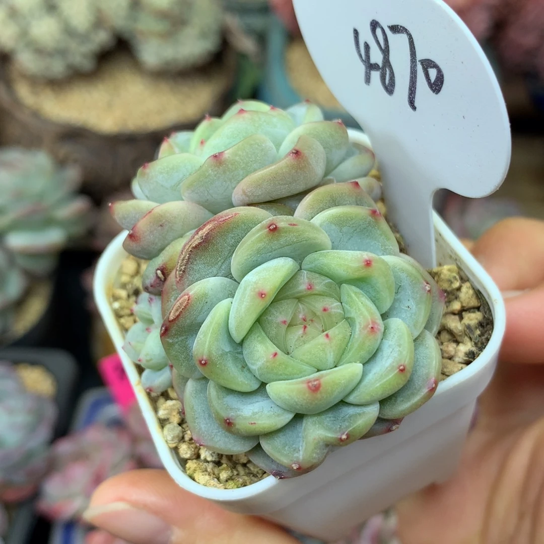 甜心E双头可拍4870