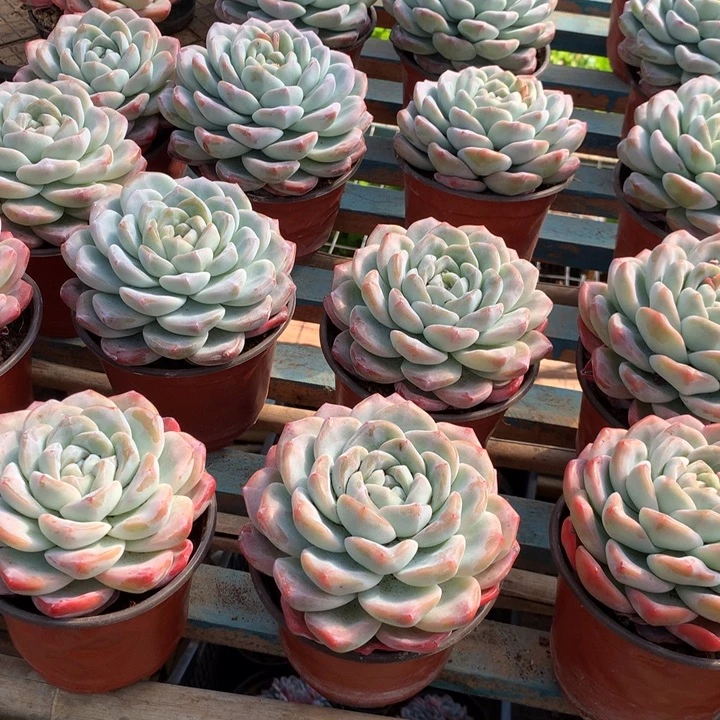 超大母本单头冰玉两单包邮