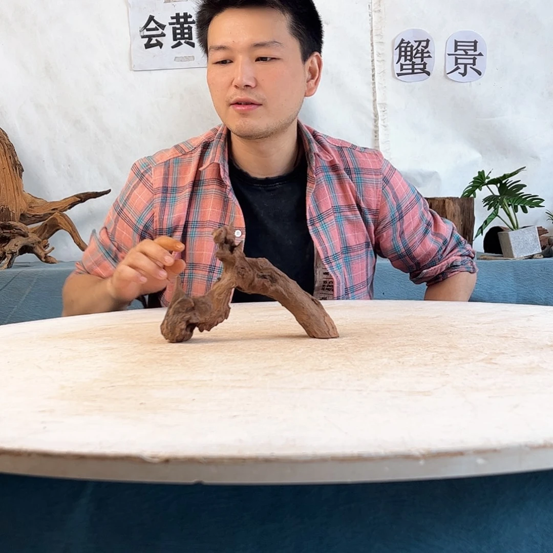沉木造景寄居蟹景