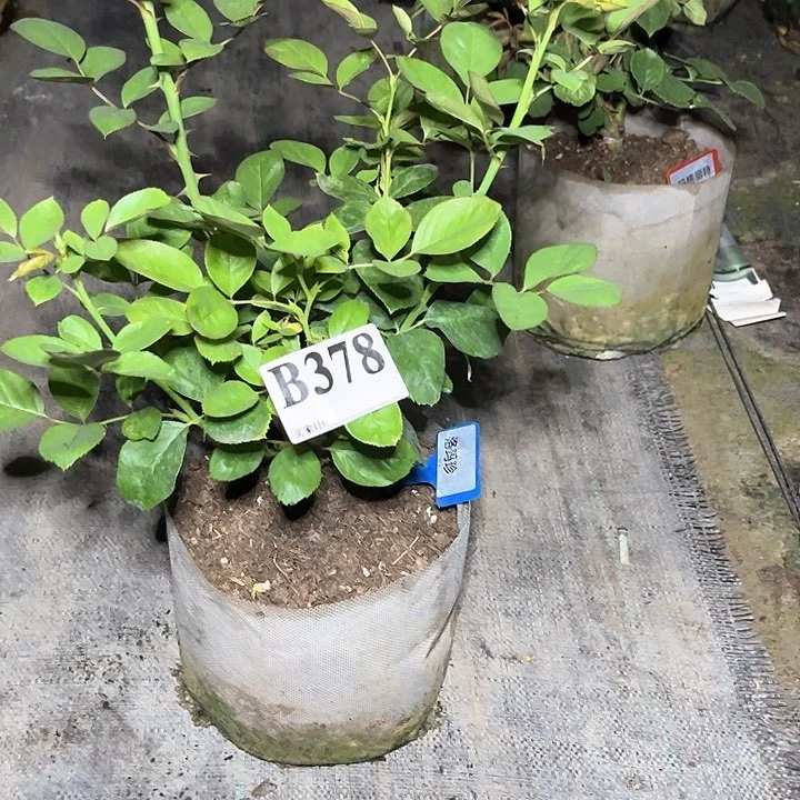 当前无花朵，栽培后可花朵378号洛玛真