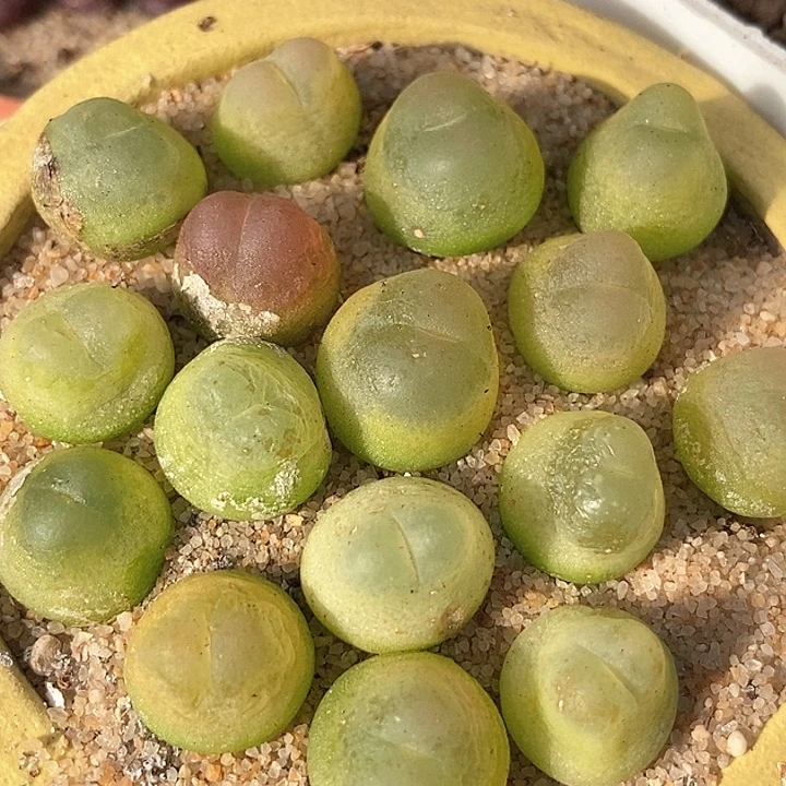 29502四年份拉登一颗        0