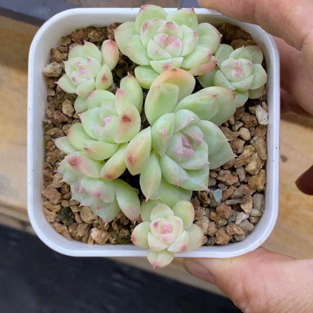 精品多肉一物一拍不包整153