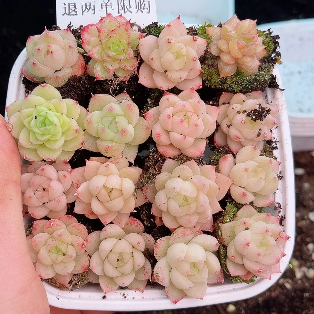 1-190 新疆西藏内蒙不发12.8包邮