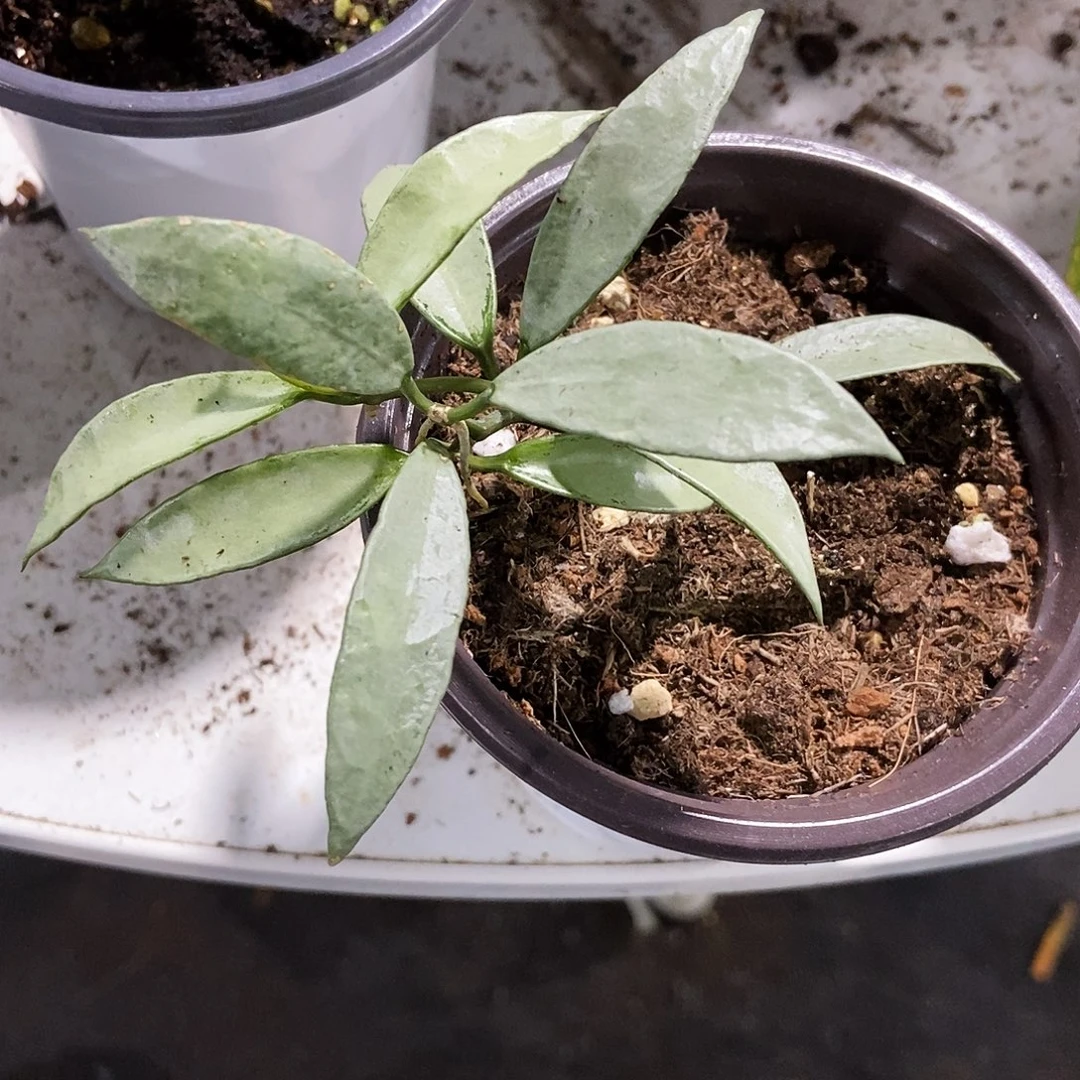 完全开放全银长叶裂瓣35