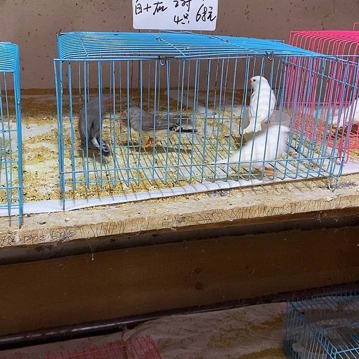 珍珠鸟用****8珍珠白加灰，包活到家