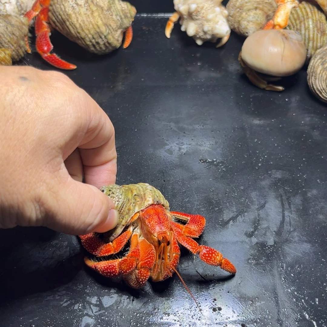 闪15号毛球3.0口径