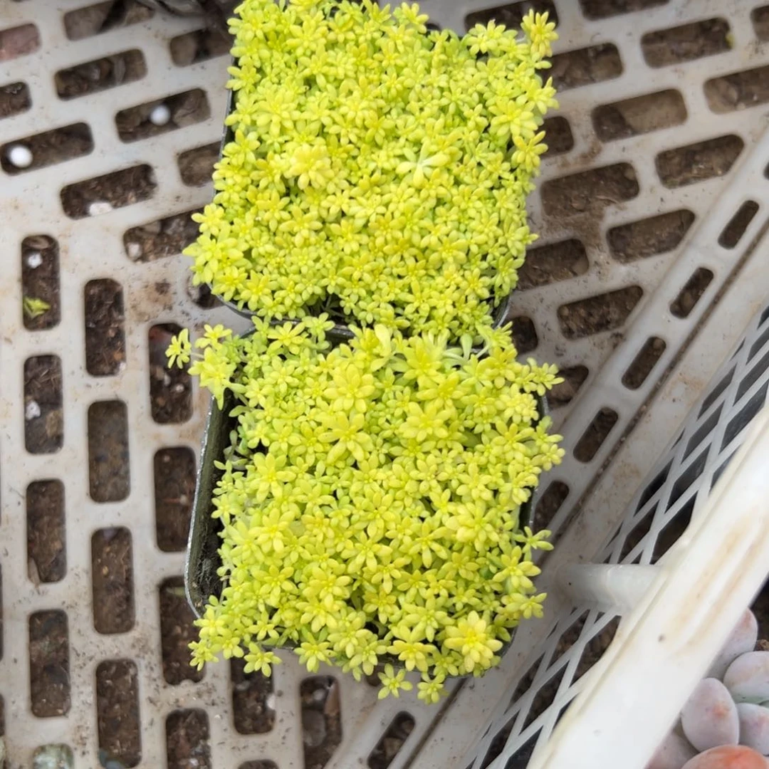 多肉植物两盆黄金草