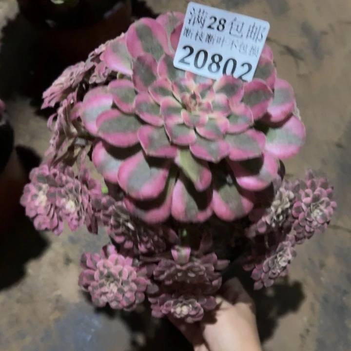 20802同白多肉植物