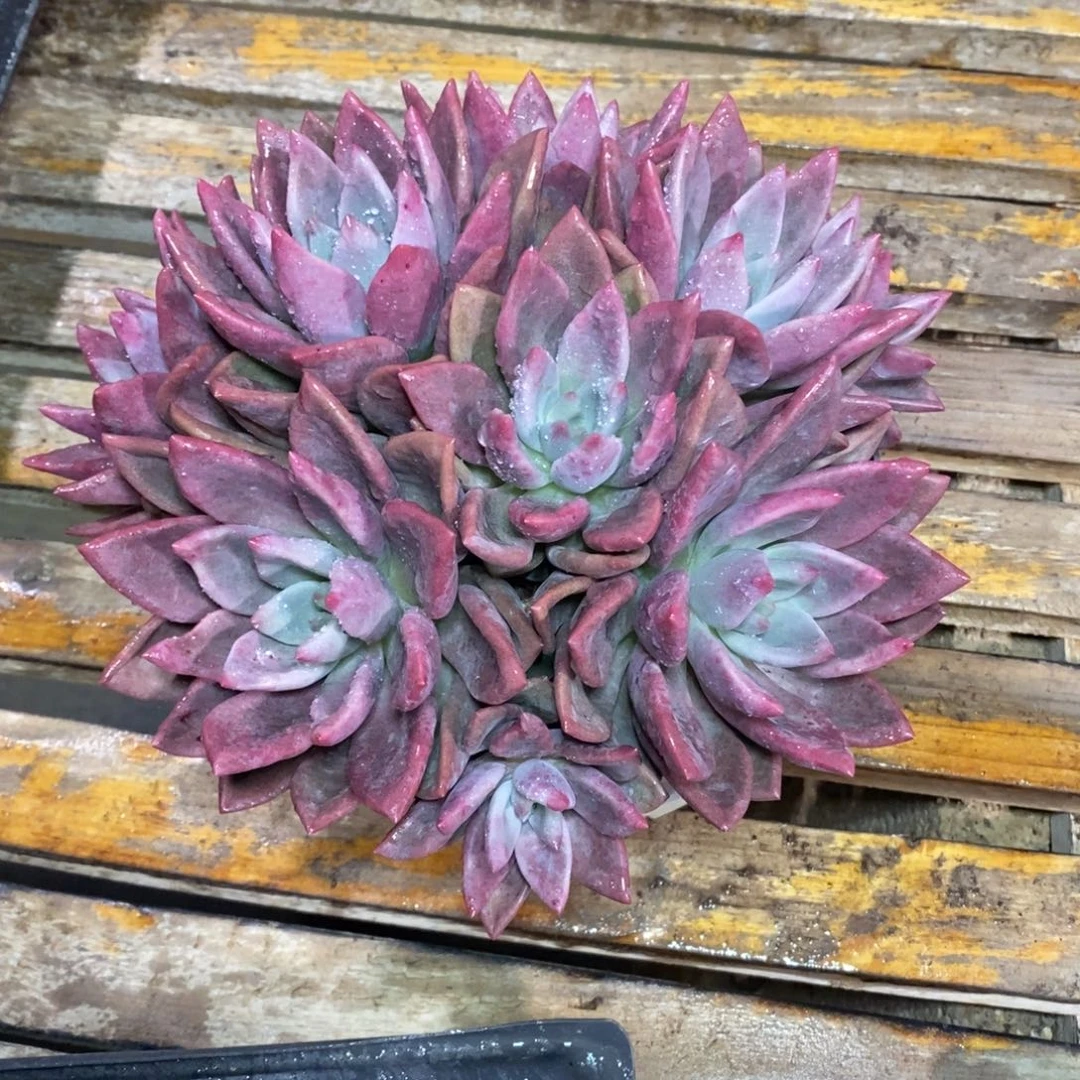 啊军喵多肉桃花缘群