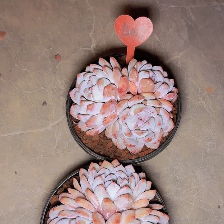 平**士梦露一物一拍B017