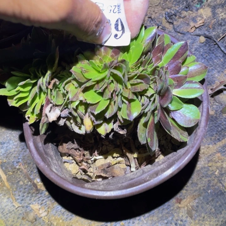 花月夜缀多肉植物661