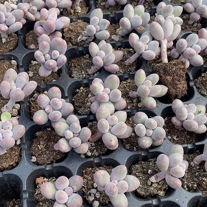 小汤圆1元带土发货