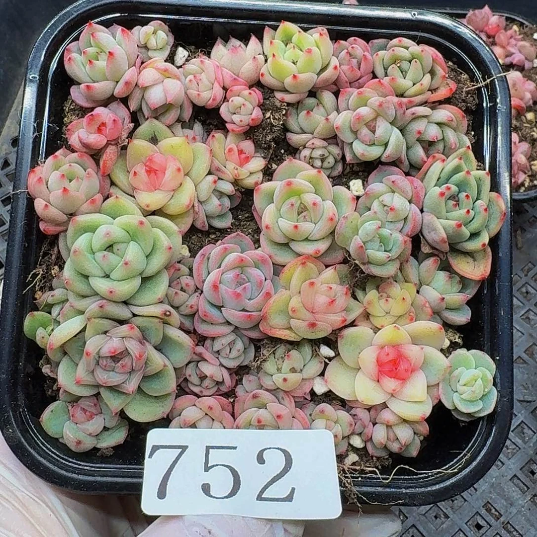 多肉植物多肉植物752
