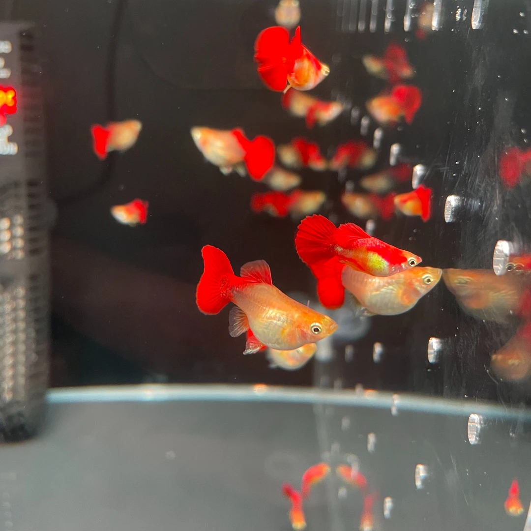 孔雀鱼黄豹球公母搭对3-4个月鱼龄2.5-3cm纯种公母搭对热带鱼