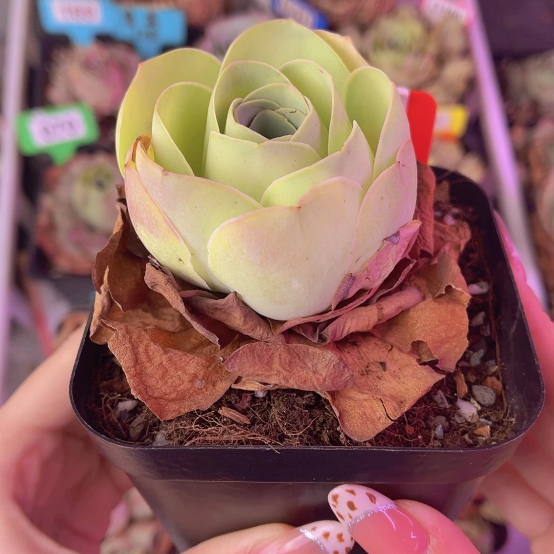单品一物一拍284号