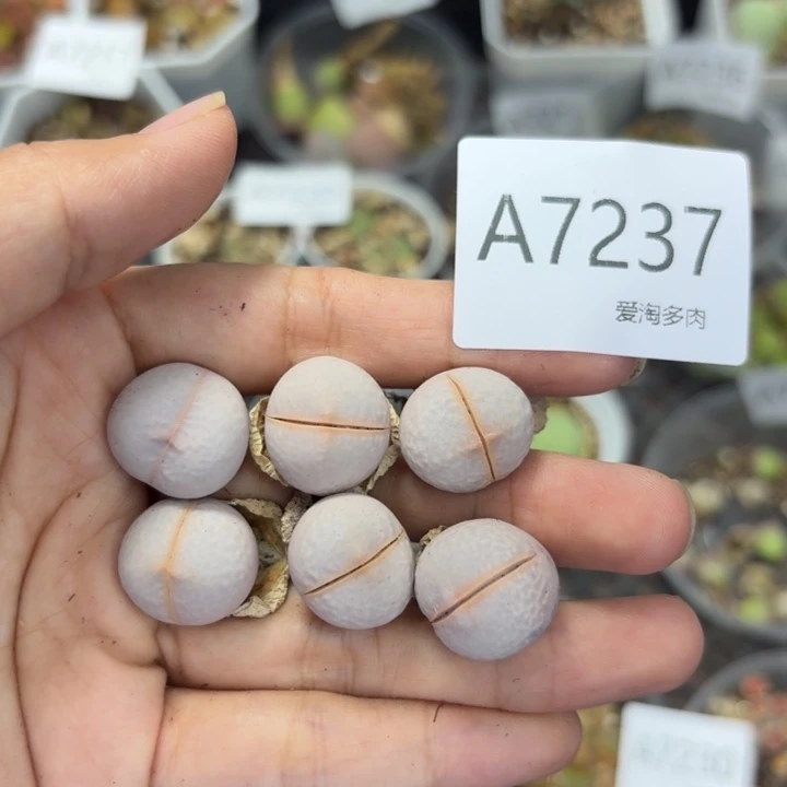 7237 生石花和肉锥