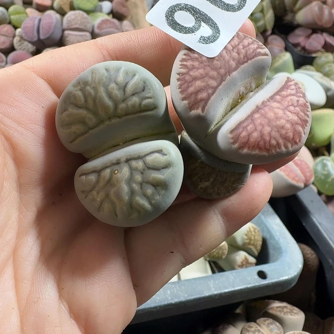 生石花一物一拍2颗907