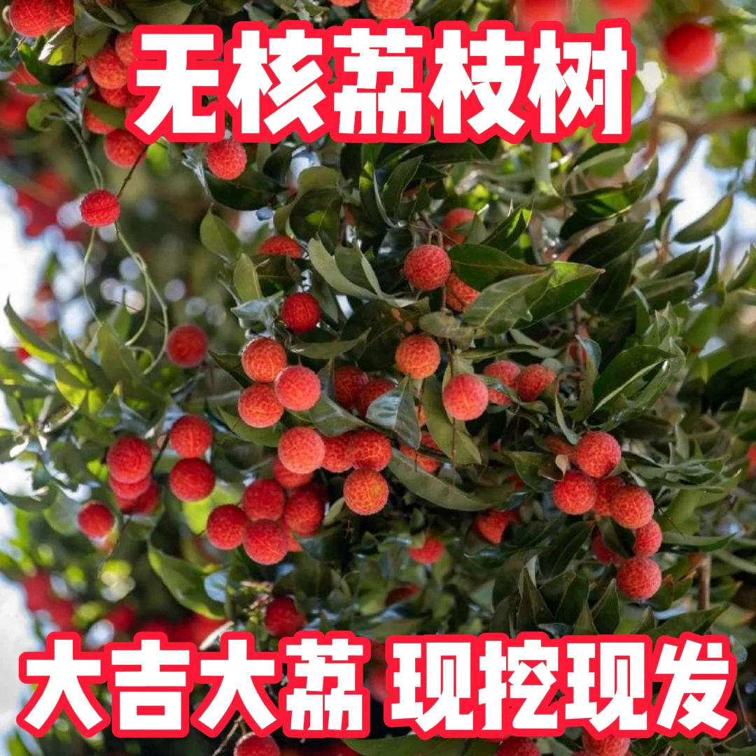 【正宗荔枝树苗】盆栽地栽阳台庭院种植无核 荔枝苗果树苗当年结果商品图