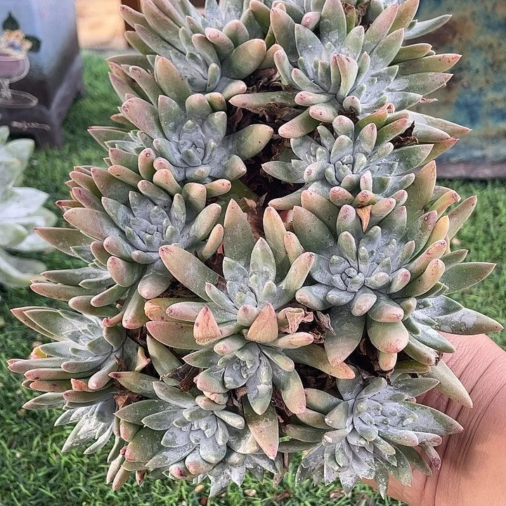 白雪粗桩福利粗桩