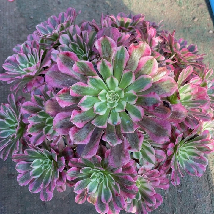 743红铜白精品法师多肉