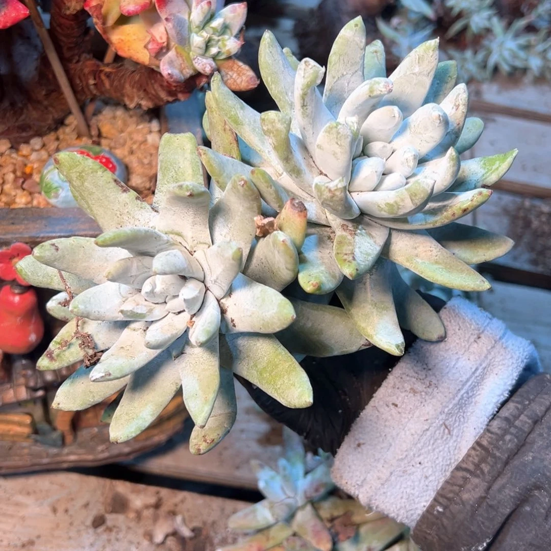 7901哈哈哈哈哈哈哈哈