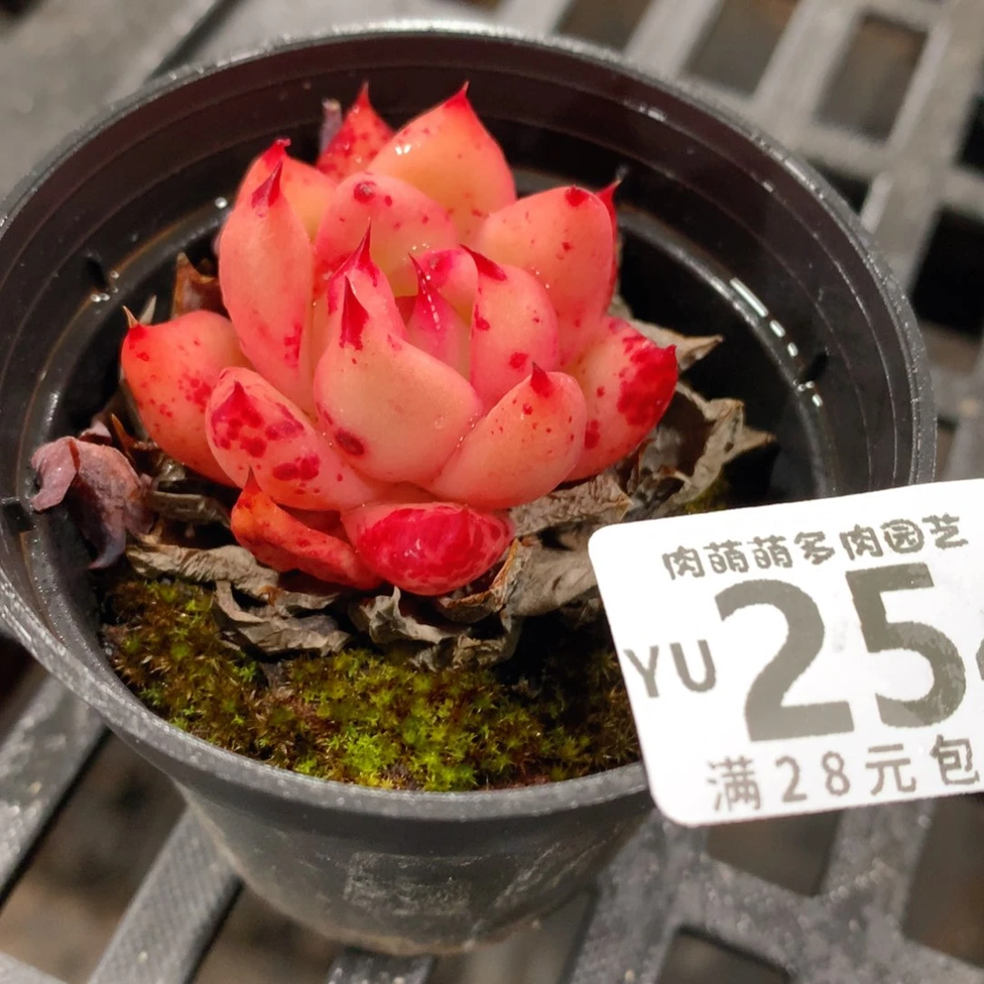 肉萌萌拇指盆精控多肉YU254