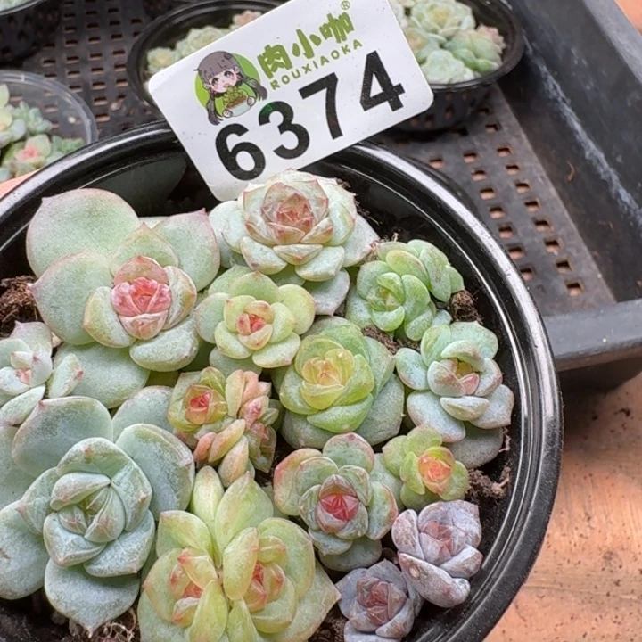 梨***涡多肉植物多肉植物