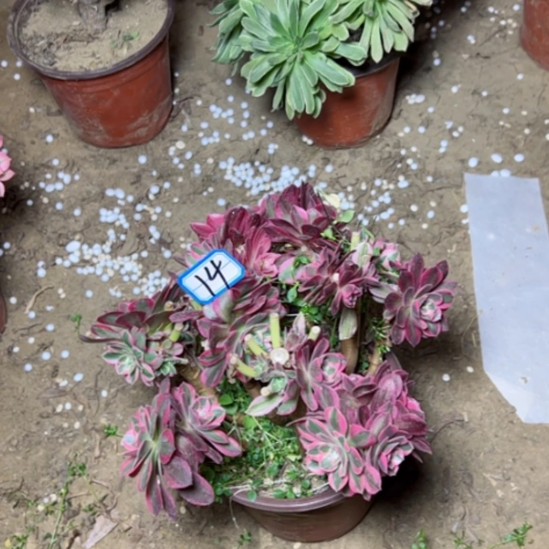 【闪购商品】暴**汪多肉植物砍过不售后14