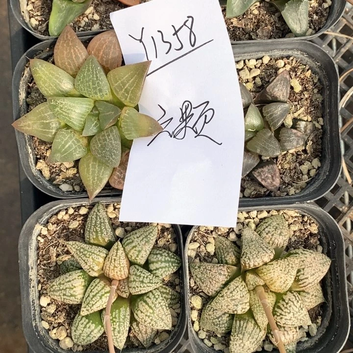 無**n1358。 六棵福利。