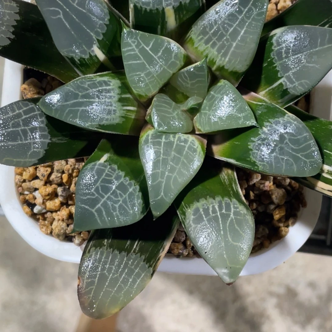 洪*实生默认脱土发货