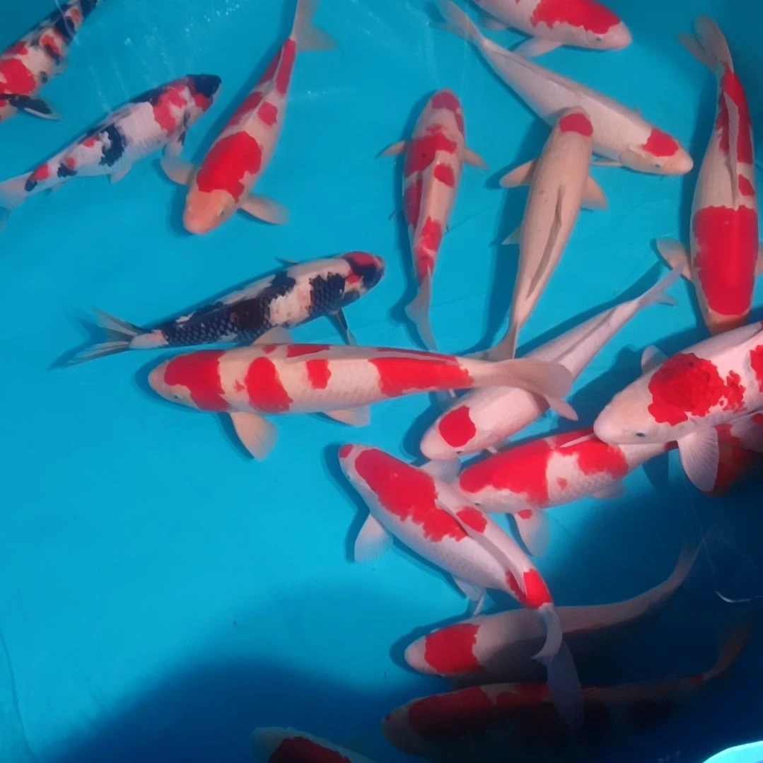 海水鱼迪总专拍链接