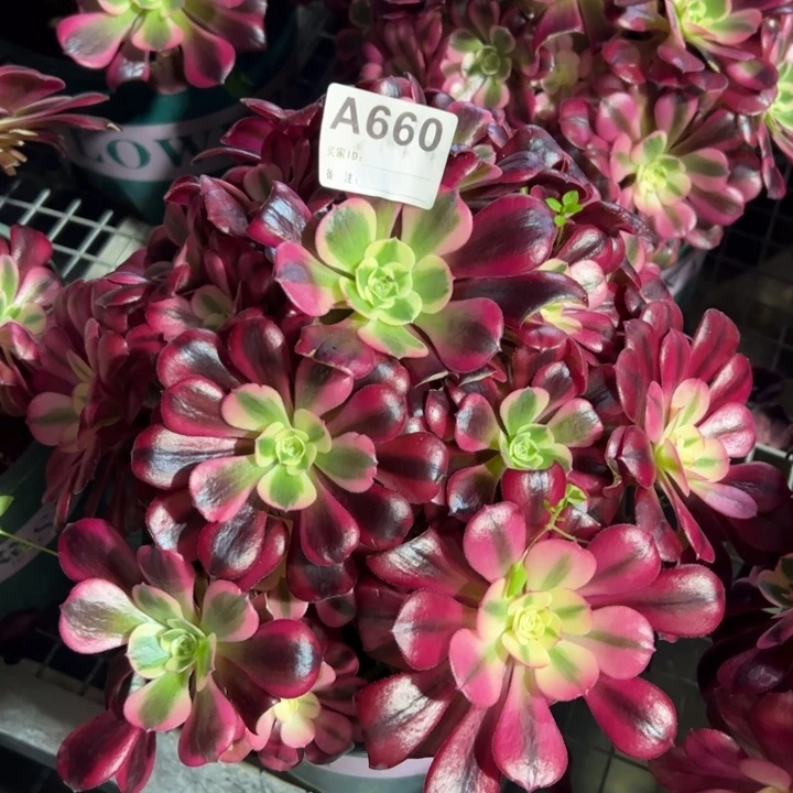 660美杜莎25厘米左右