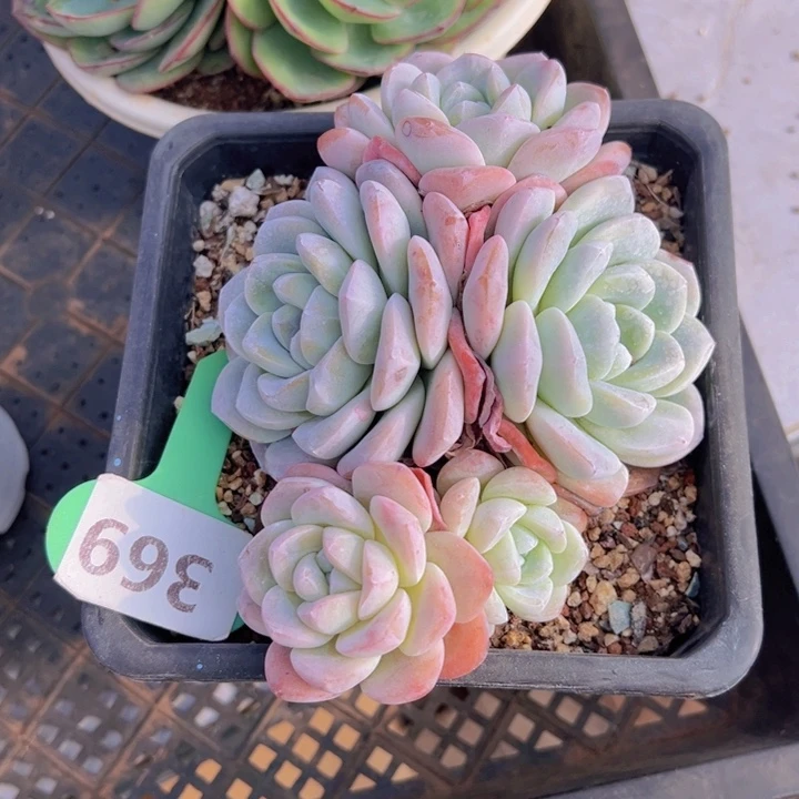 ?****ぷ健健康康平平安安