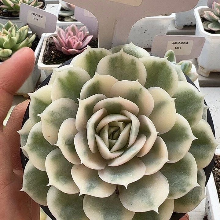 1183号谙斯诺锦多肉