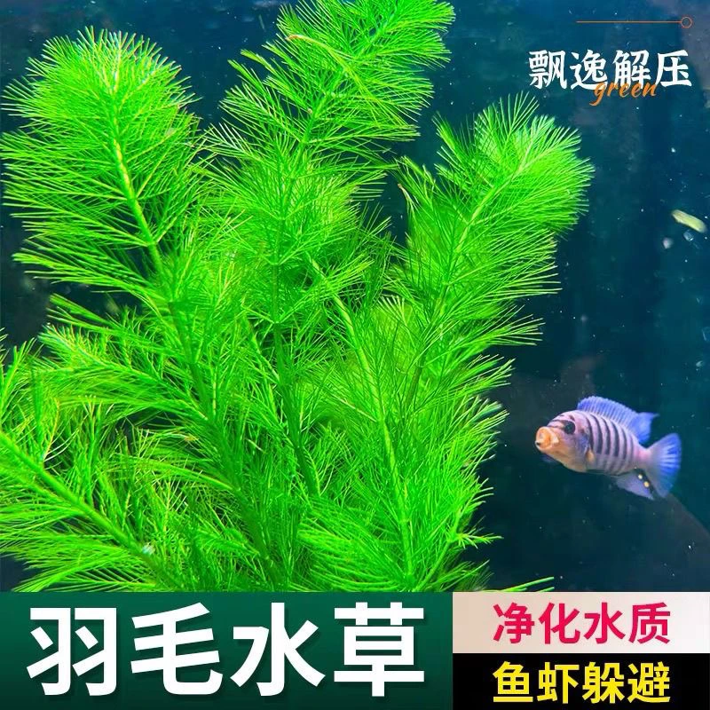 绿鱼缸装饰造景羽毛专用水草【入缸成景】