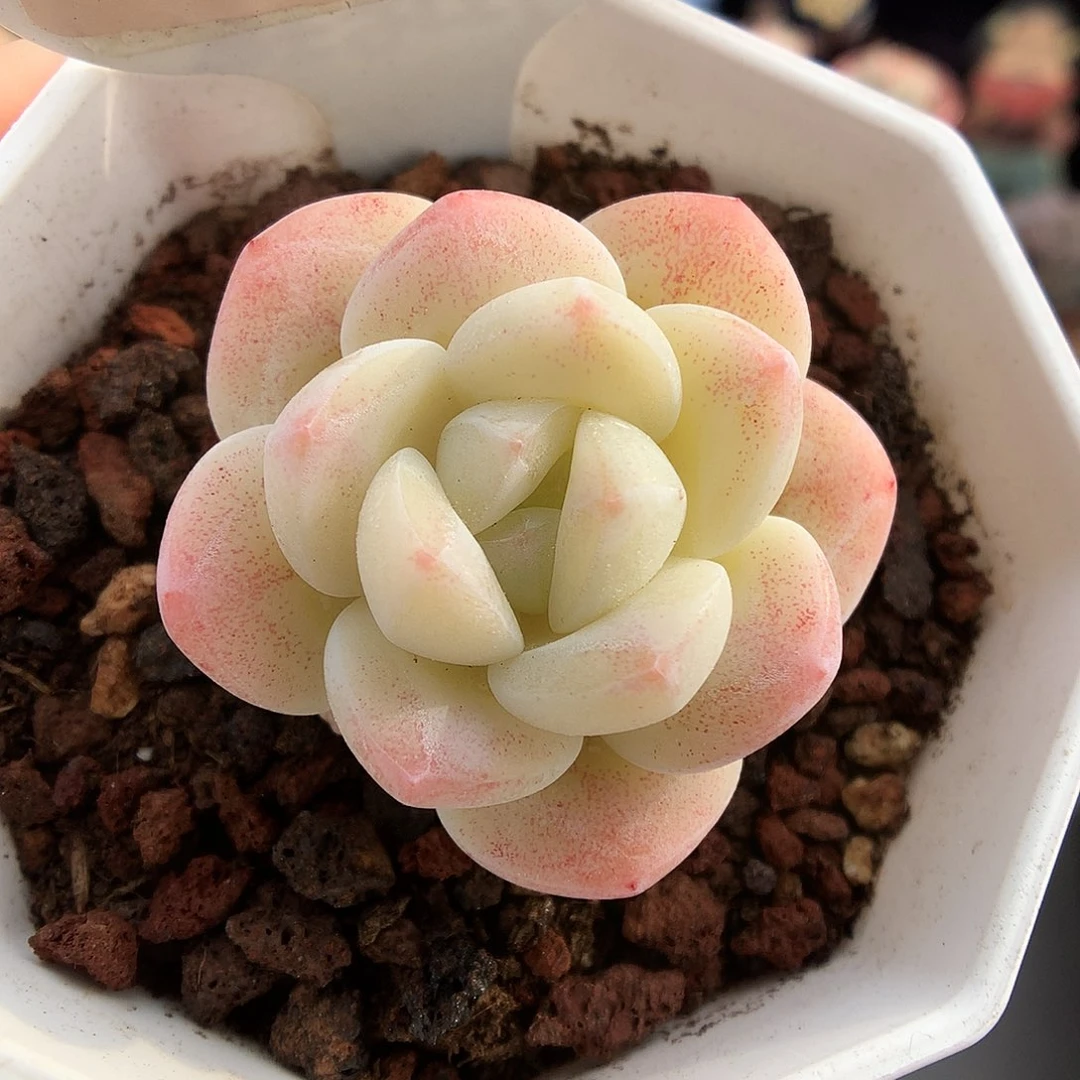 148冰玉多肉一物一拍的多肉