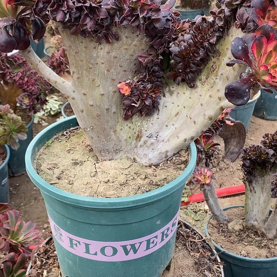 多肉植物十二号香奈儿缀化