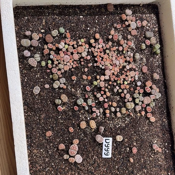 生999石花整框脱土发货不售后