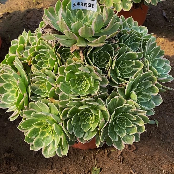 云***飘多肉植物水蜜桃243多肉
