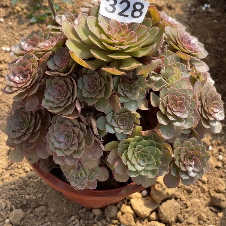 无花朵328多肉植物红魔