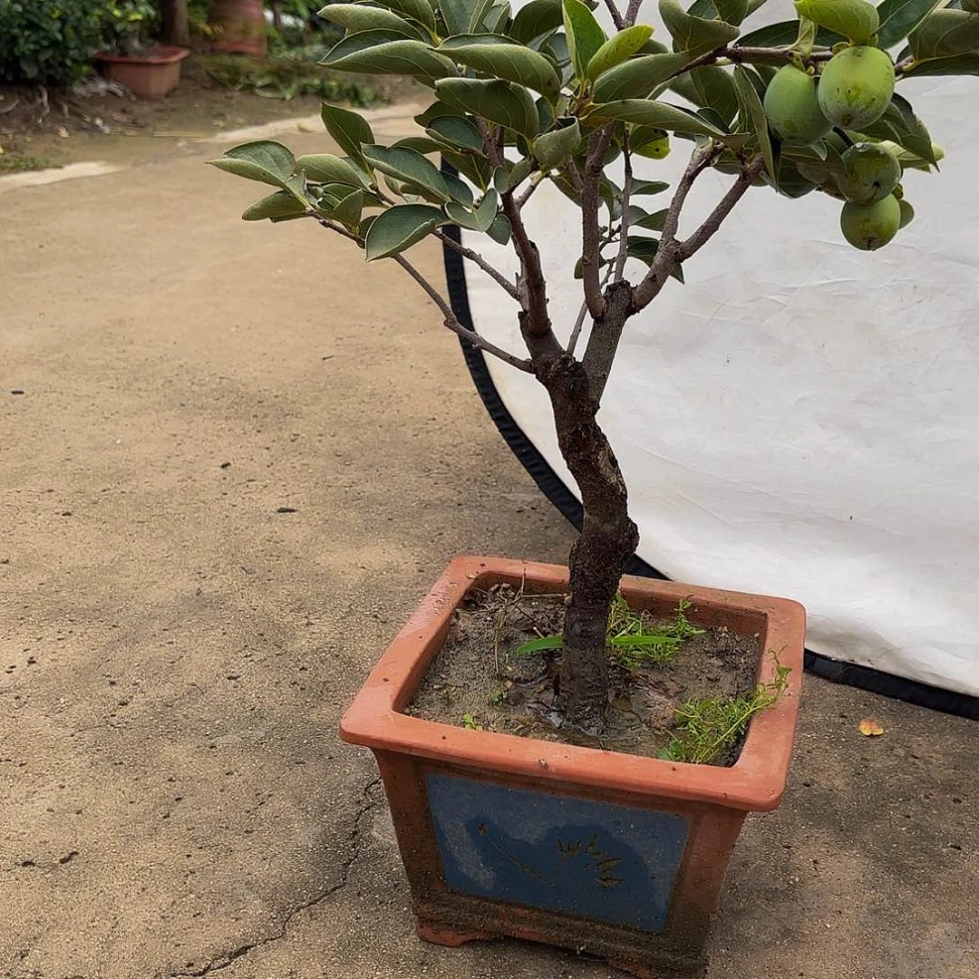 完全开放柿树盆景造型盆栽花卉