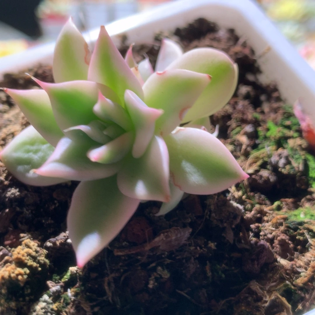 墨西哥巨人覆轮锦小群